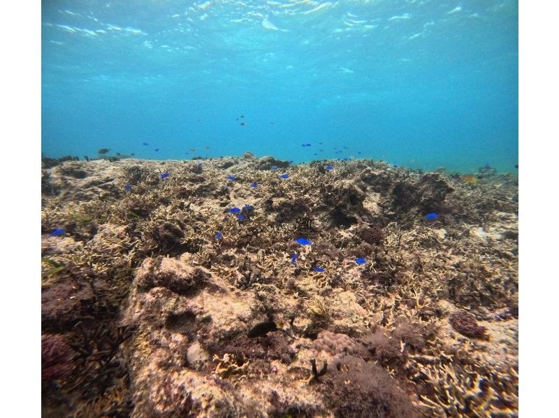 Diving Shop Lei のギャラリー