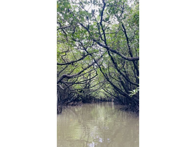 石垣島 海ツアー のギャラリー