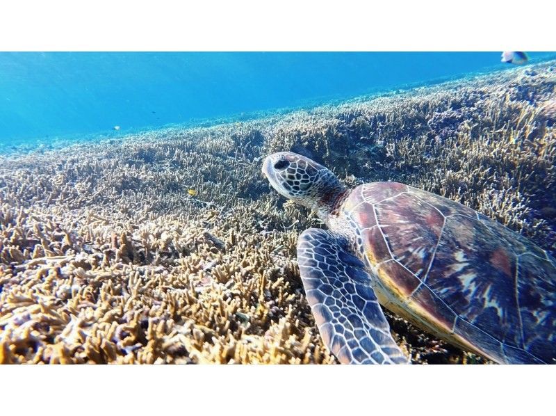 宮古島 ADVENTURE PiPi（ピピ） のギャラリー