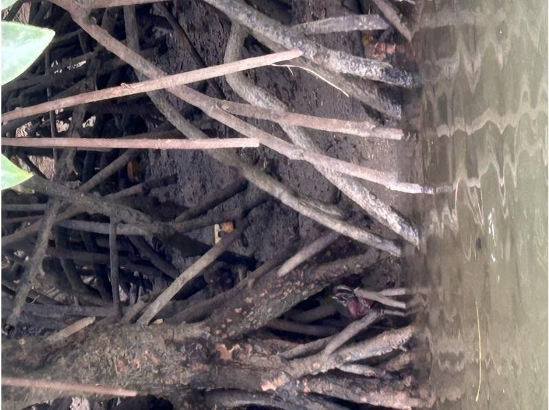 あまんだまん のギャラリー