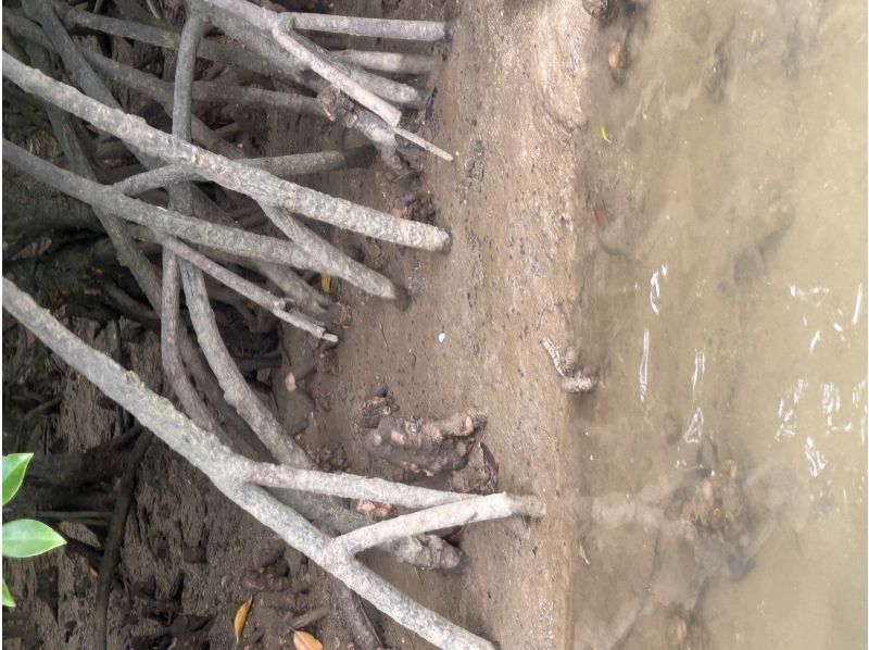 あまんだまん のギャラリー