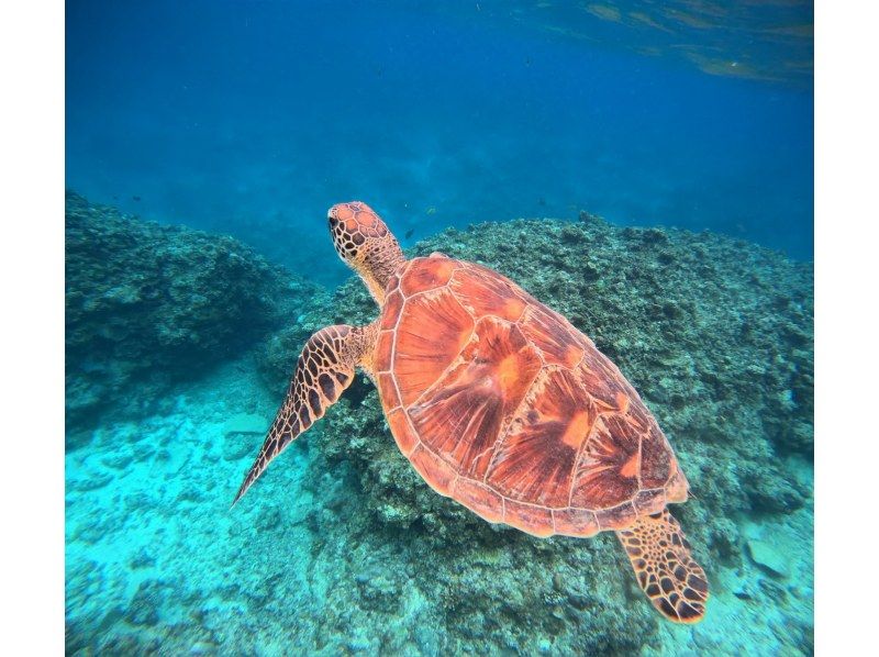 Sea Chan 石垣島 のギャラリー