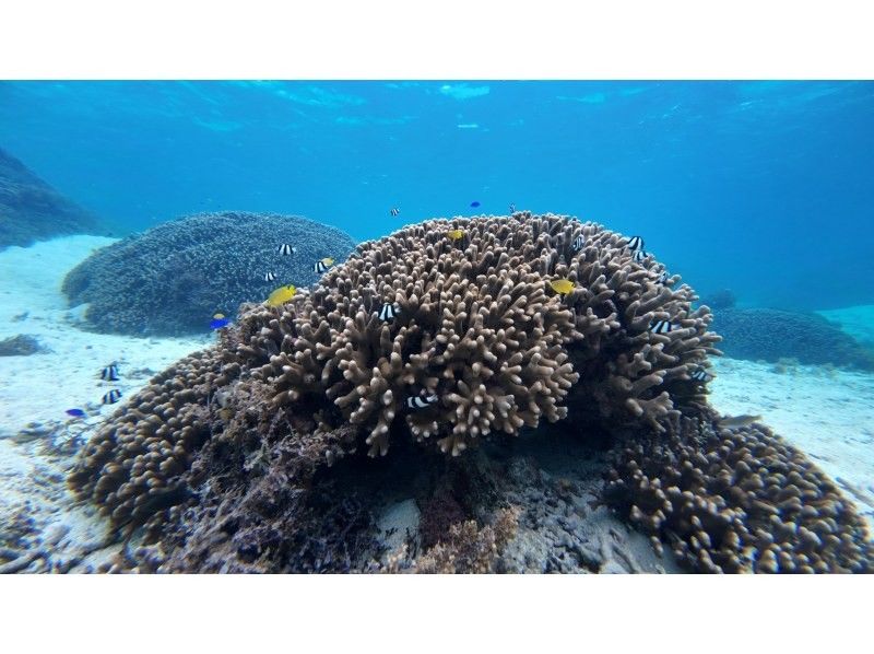 石垣島  ADVENTURE PiPi（ピピ） のギャラリー