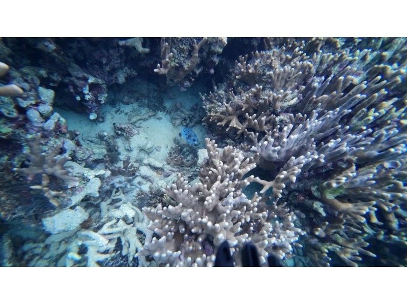 石垣島  ADVENTURE PiPi（ピピ） のギャラリー