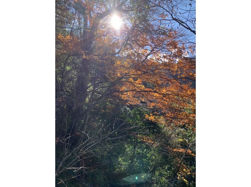 Field Only のギャラリー