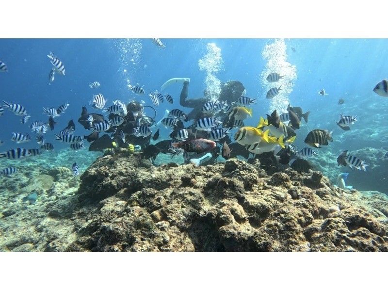 武藤潜水 のギャラリー