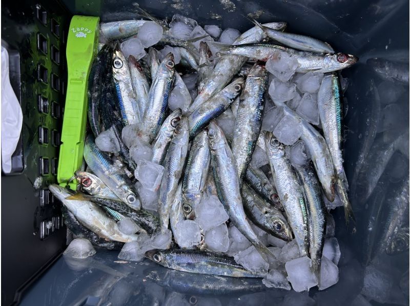 SeafariJapan合同会社 のギャラリー