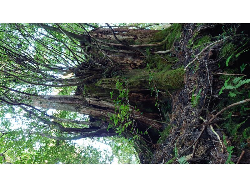 Yamakara屋久島 のギャラリー