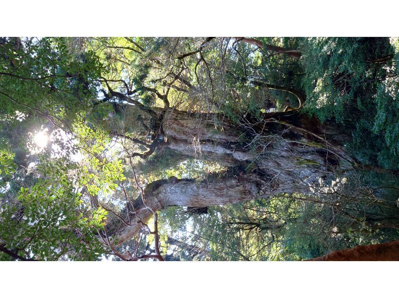 Yamakara屋久島 のギャラリー