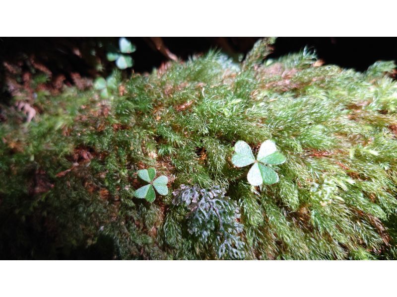 Yamakara屋久島 のギャラリー