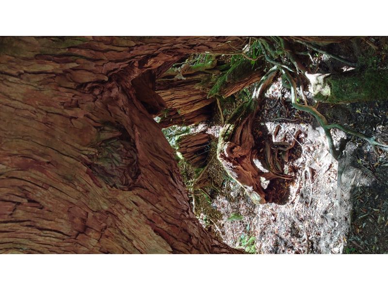 Yamakara屋久島 のギャラリー