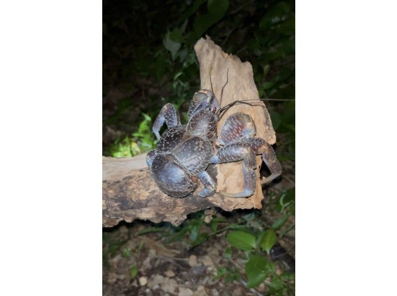 元気玉 のギャラリー