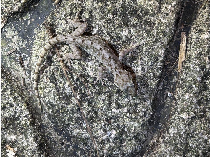 元気玉 のギャラリー