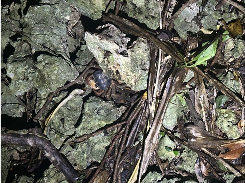 宮古島 ADVENTURE PiPi（ピピ） のギャラリー