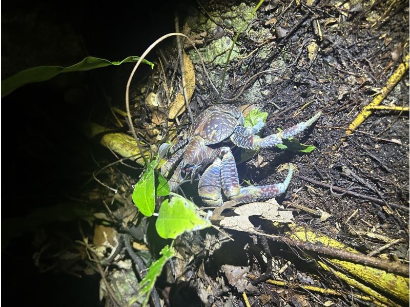 宮古島 ADVENTURE PiPi（ピピ） のギャラリー