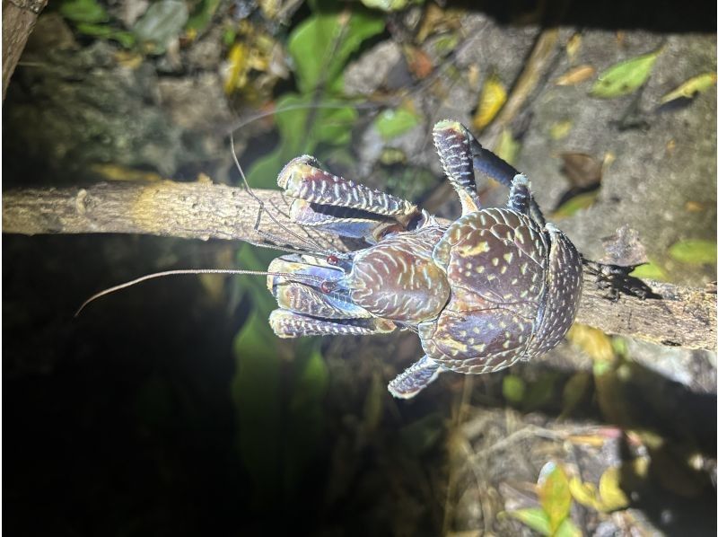 宮古島 ADVENTURE PiPi（ピピ） のギャラリー