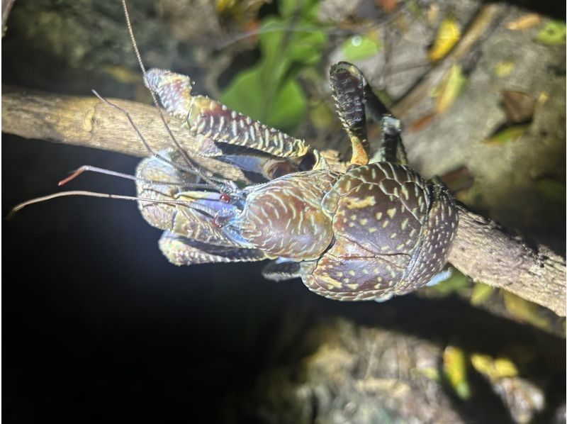 宮古島 ADVENTURE PiPi（ピピ） のギャラリー