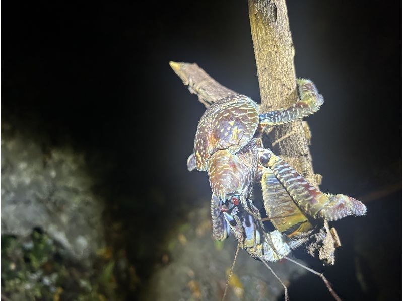 宮古島 ADVENTURE PiPi（ピピ） のギャラリー