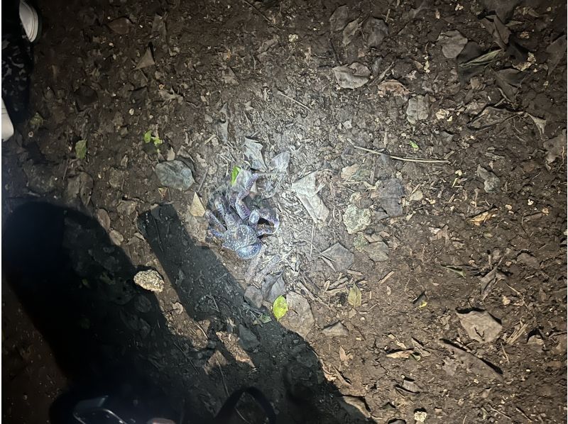 元気玉 のギャラリー