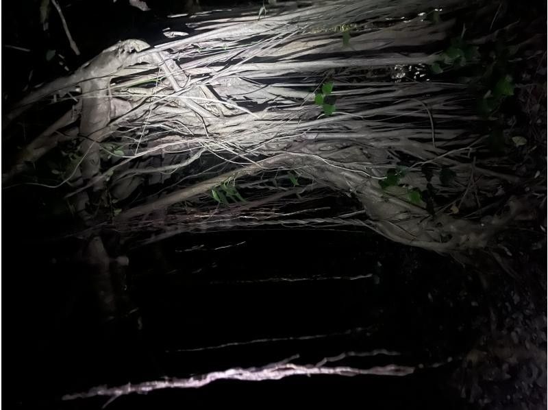 元気玉 のギャラリー