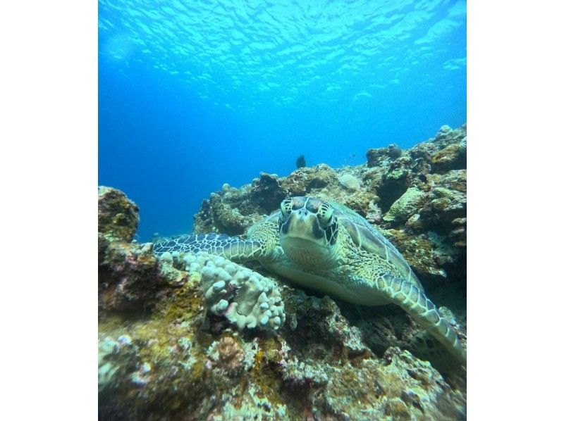 マーレ石垣島 のギャラリー