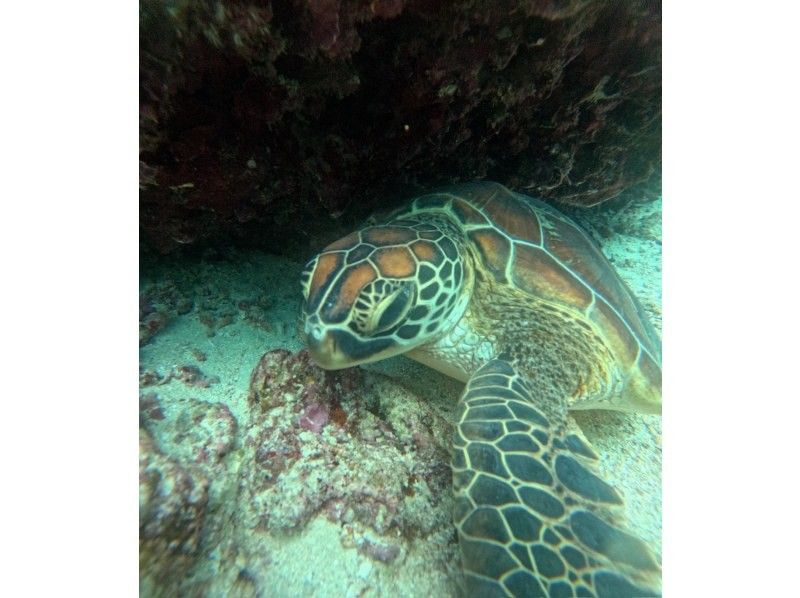 マーレ石垣島 のギャラリー