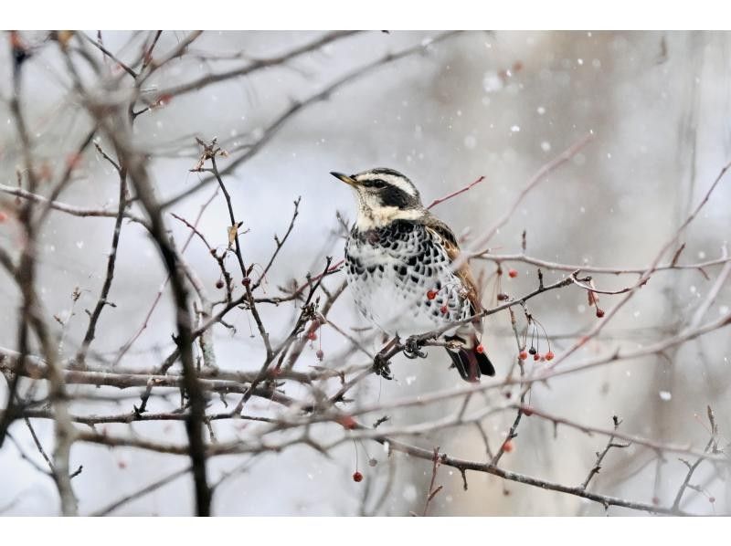 株式会社日光自然博物館 のギャラリー