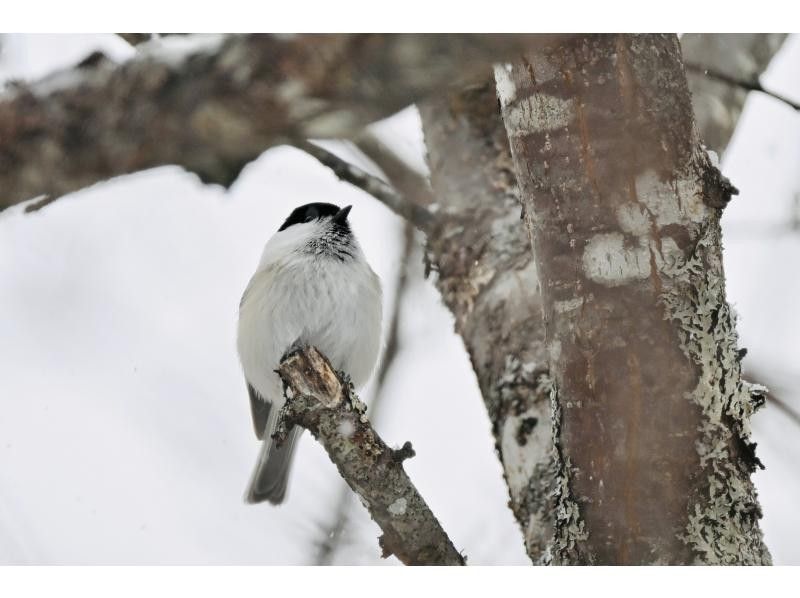 株式会社日光自然博物館 のギャラリー