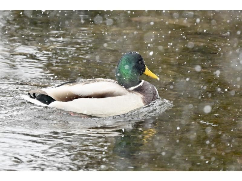 株式会社日光自然博物館 のギャラリー