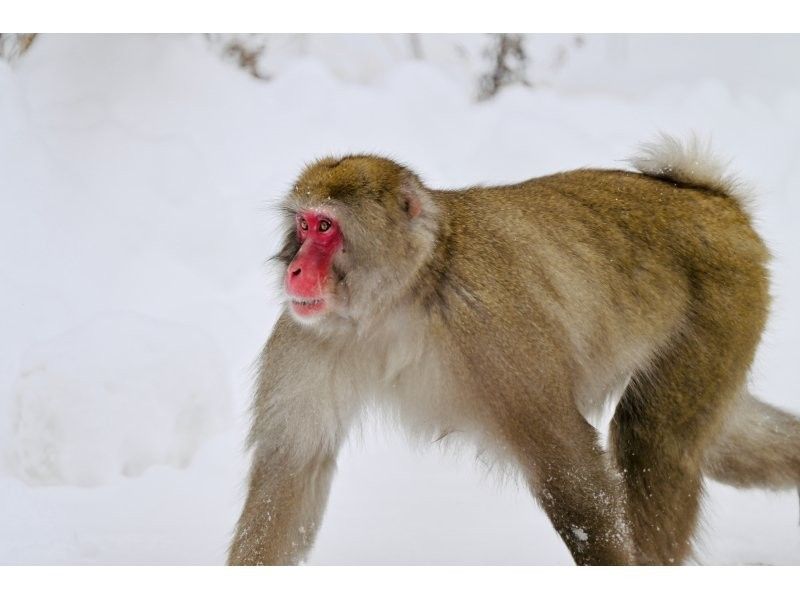 株式会社日光自然博物館 のギャラリー