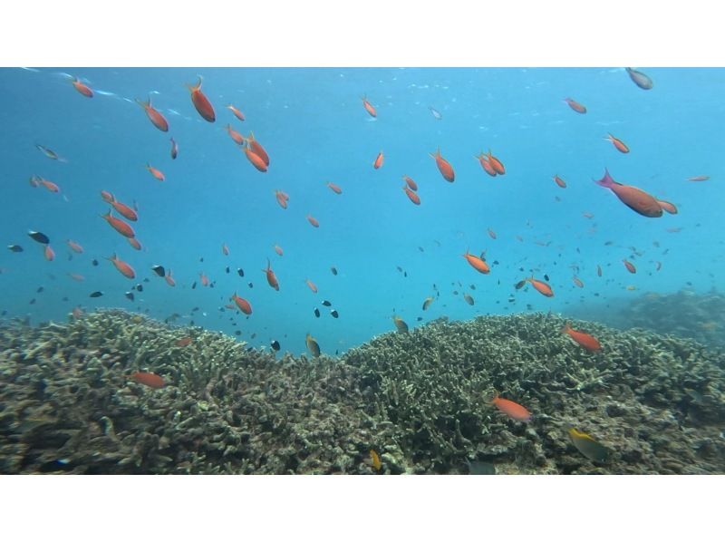 マリンショップしまじかん のギャラリー