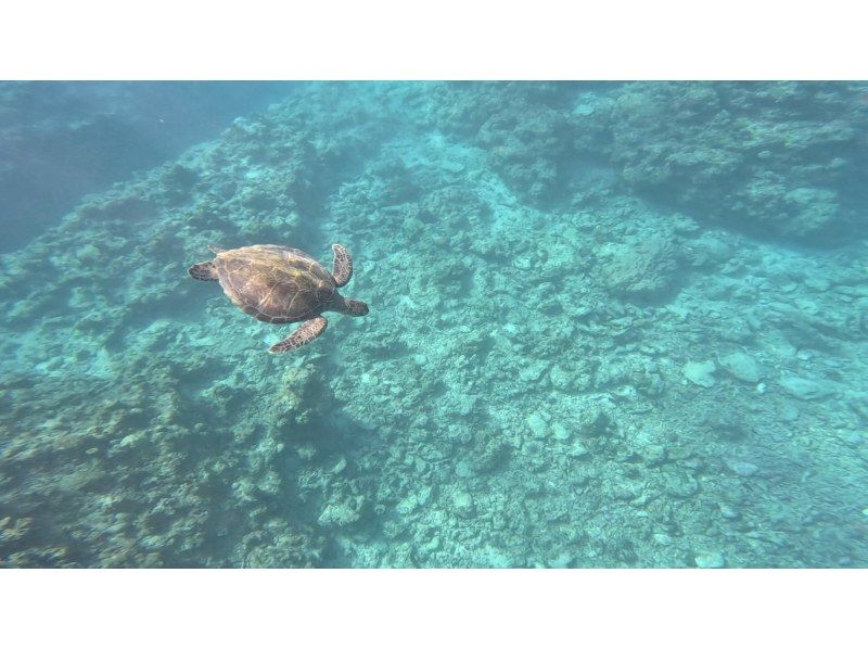 マリンショップしまじかん のギャラリー