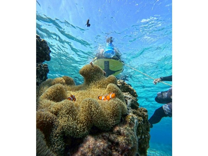 OCEAN LIFE のギャラリー