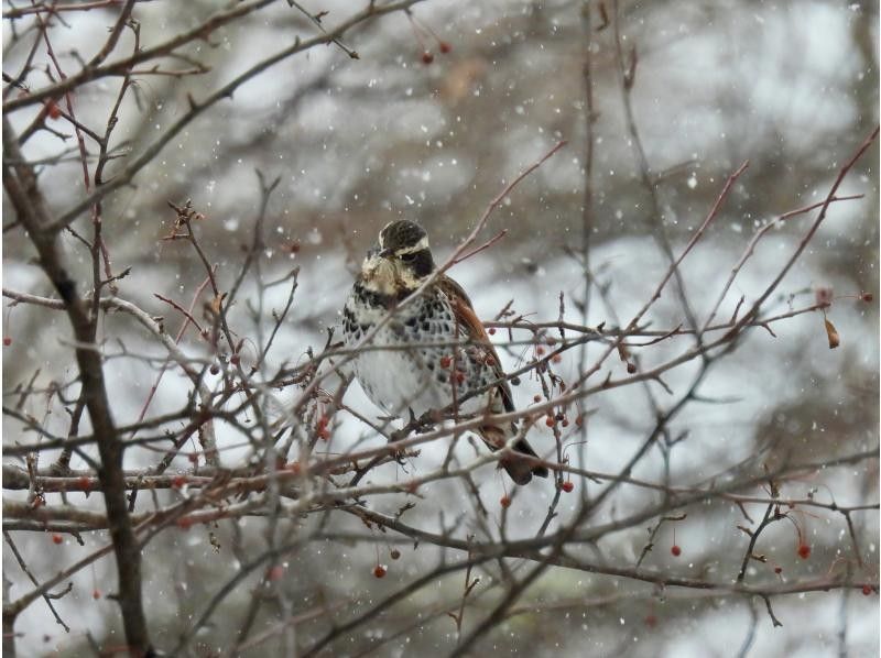 株式会社日光自然博物館 のギャラリー