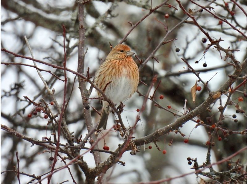 株式会社日光自然博物館 のギャラリー
