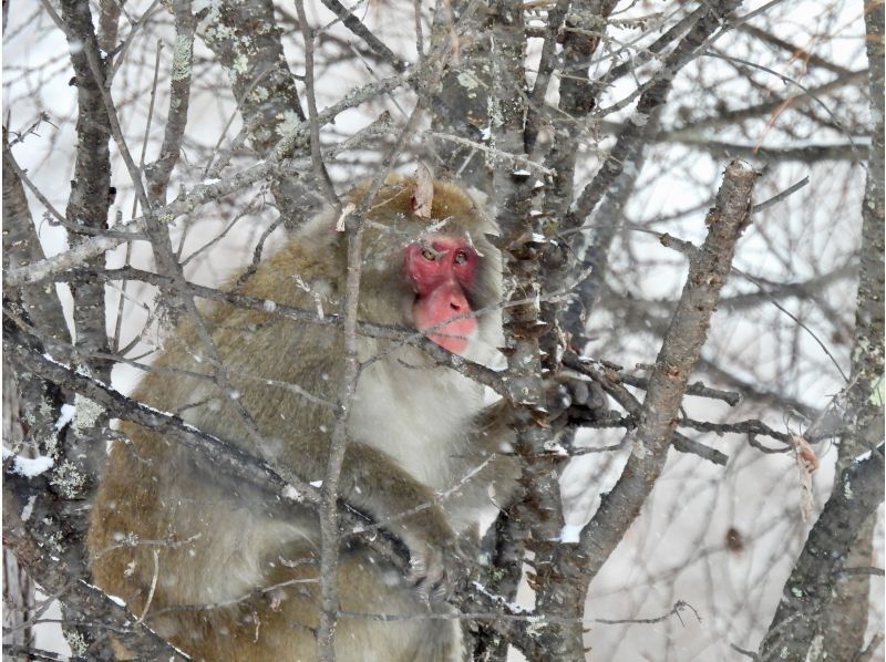 株式会社日光自然博物館 のギャラリー