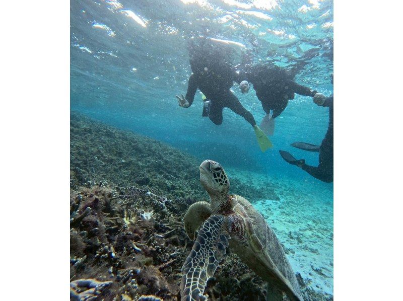 OCEAN LIFE のギャラリー