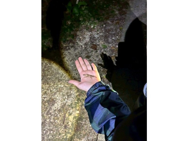 元気玉 のギャラリー