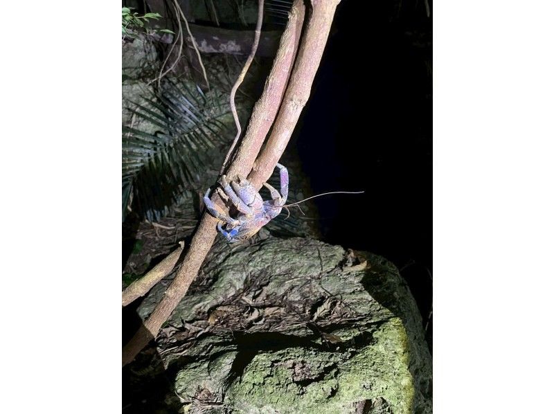 元気玉 のギャラリー