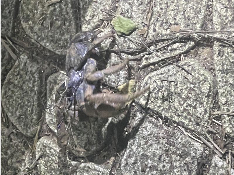 元気玉 のギャラリー