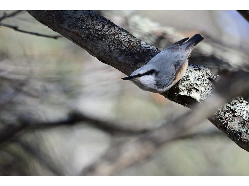 株式会社日光自然博物館 のギャラリー