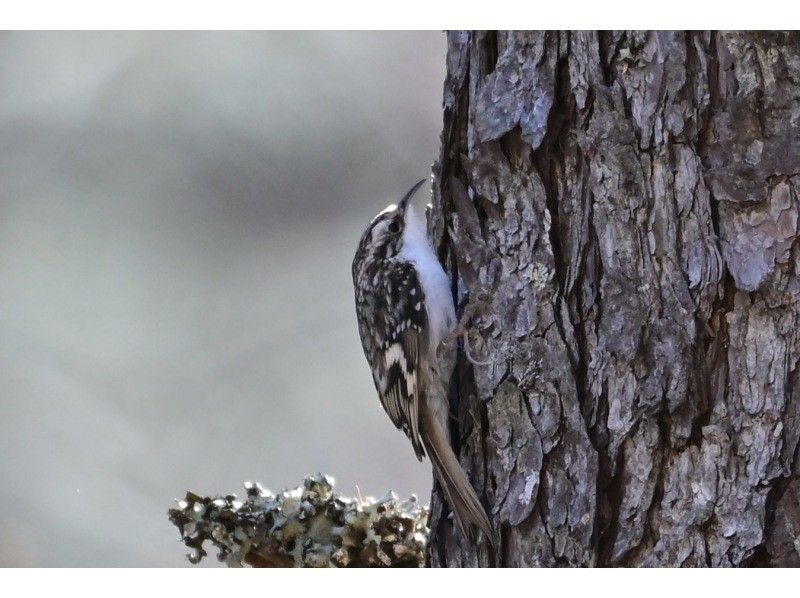 株式会社日光自然博物館 のギャラリー