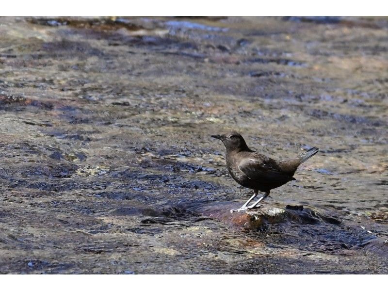 株式会社日光自然博物館 のギャラリー