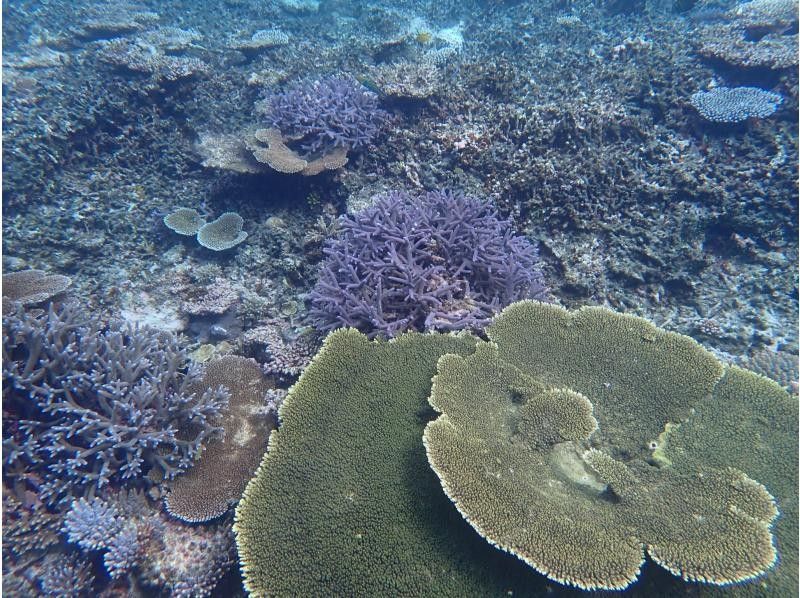 Blue Forest 宮古島(ブルーフォレスト) のギャラリー