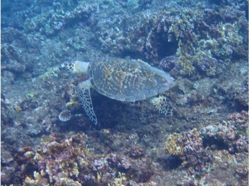 Blue Forest 宮古島(ブルーフォレスト) のギャラリー