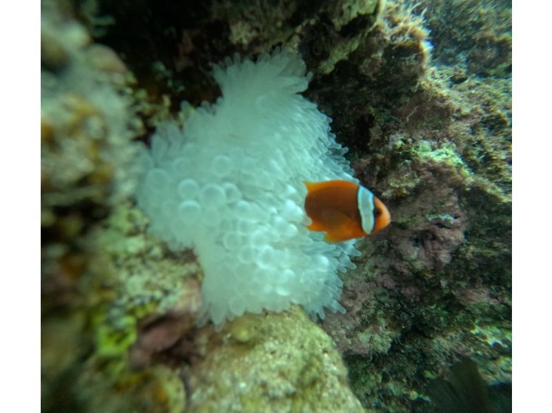 沖縄マリンサービス碧 のギャラリー