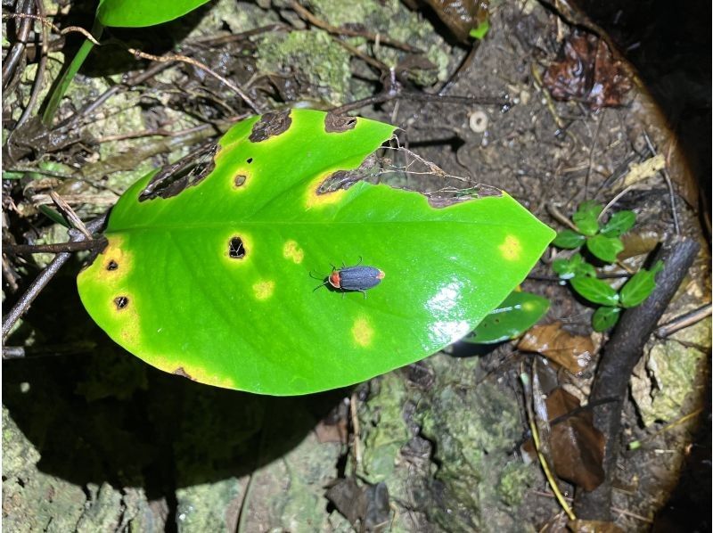スターライフ石垣島 のギャラリー