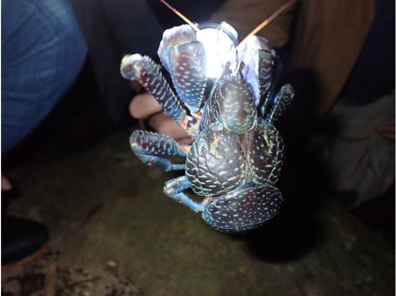 石垣島　ウミガメシュノーケル　マリンショップHAPPY のギャラリー