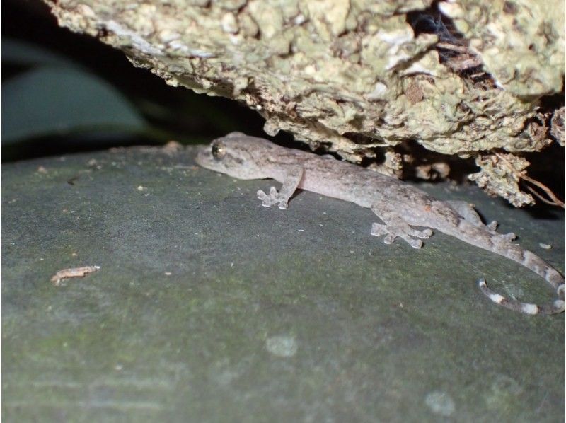 石垣島　ウミガメシュノーケル　マリンショップHAPPY のギャラリー