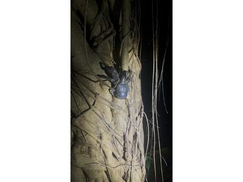 元気玉 のギャラリー